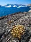 Rockfoil in tundra of Itilliarsuup Kangerlua Fjord part of Uummannaq Fjord, northwest of Greenland. Art Print